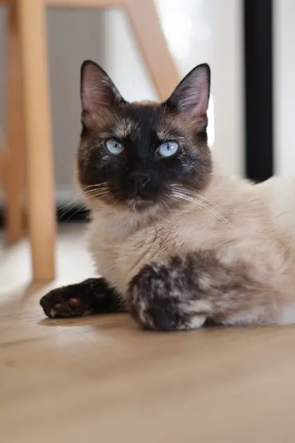 chatte lost   31450 Montlaur Sushi