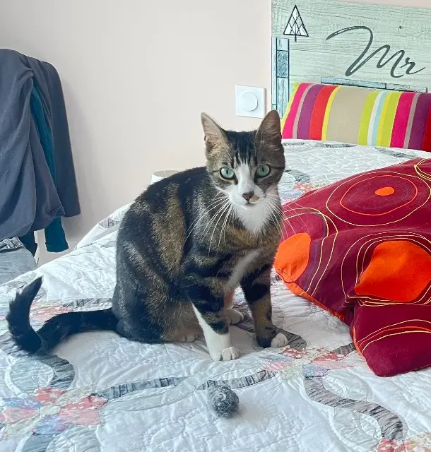 chatte lost   31450 Deyme Sybelle