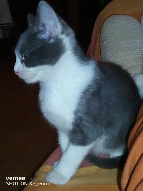 chatte lost   31250 Revel TAHIA