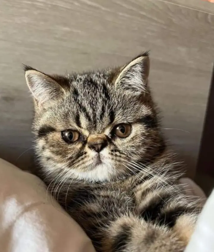 Chatte Perdue 31 Haute-Garonne - Tartine Chatte Perdue 31 Haute-Garonne - Tartine