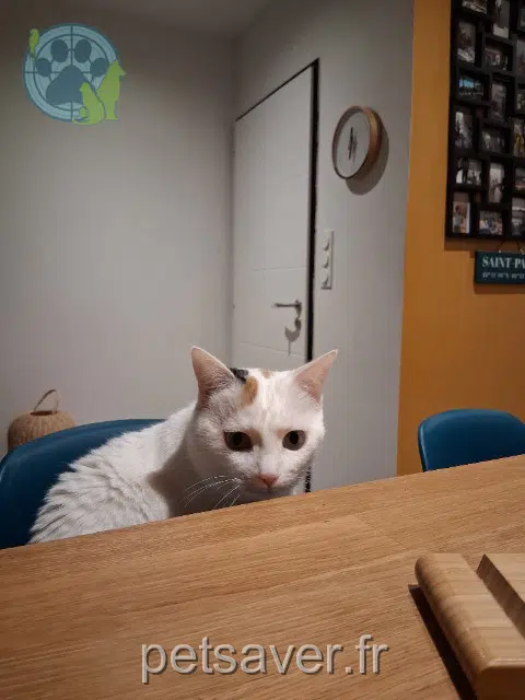 chatte lost   31330 Larra Thais