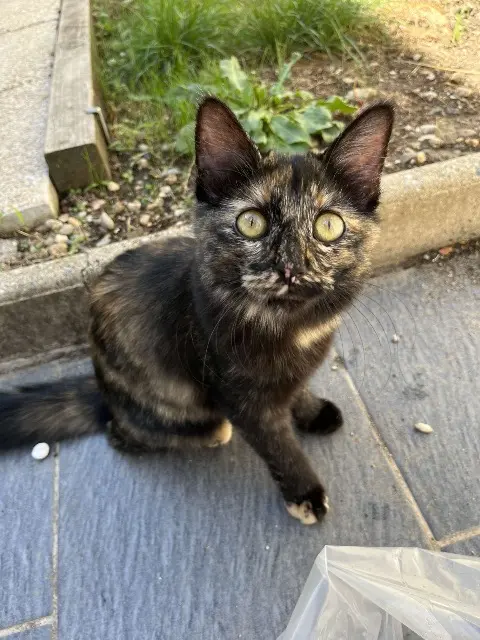 chatte lost   31320 Castanet-Tolosan Thallya