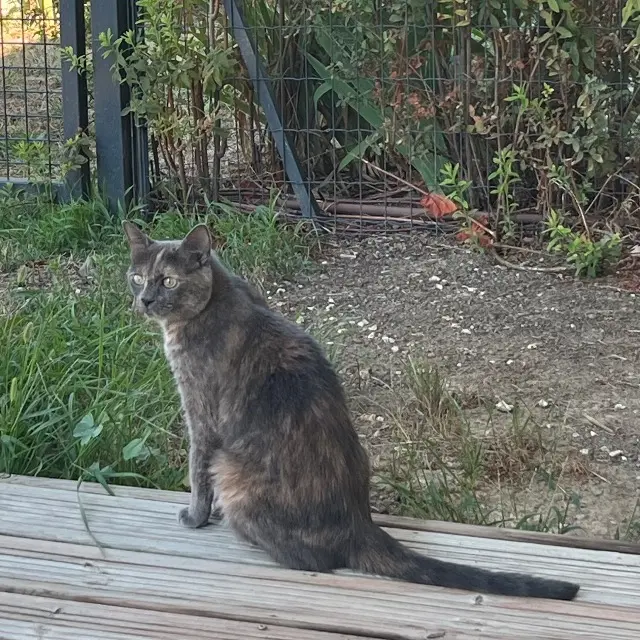 chatte lost   31700 Blagnac Tia
