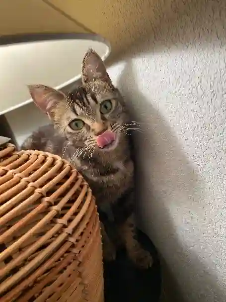 Chatte Perdue 31 Haute-Garonne - Tigrie Chatte Perdue 31 Haute-Garonne - Tigrie
