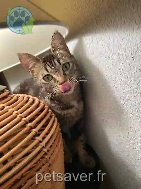 Chatte Perdue 31 Haute-Garonne - Tigrie Chatte Perdue 31 Haute-Garonne - Tigrie