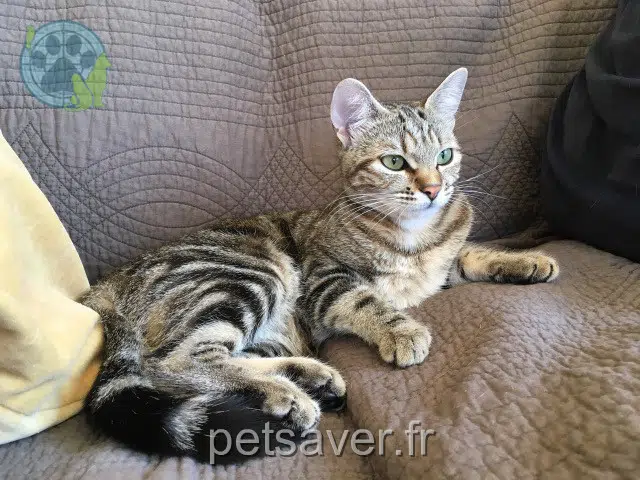 gata lost 31270 Cugnaux Tina