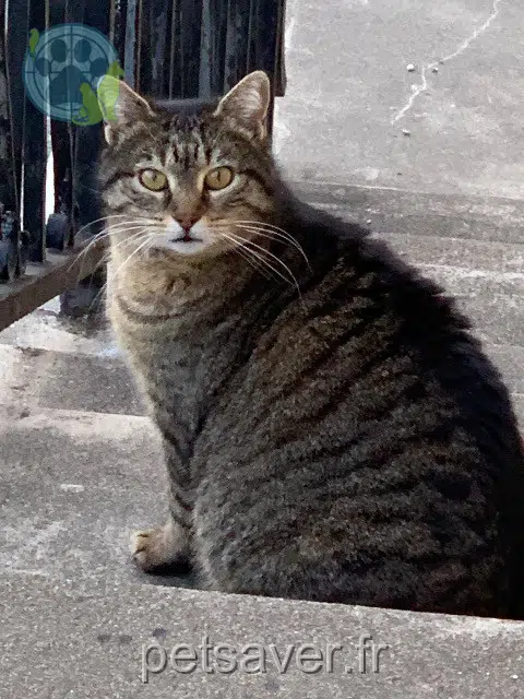 chatte perdue 31800 Saint-Gaudens Titou chatte lost 31800 Saint-Gaudens Titou