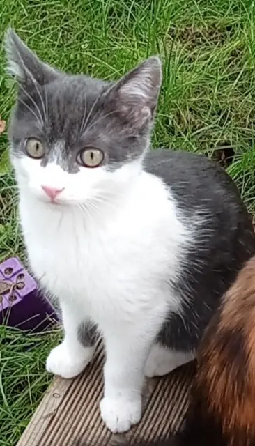 chatte lost   31390 Carbonne Tom