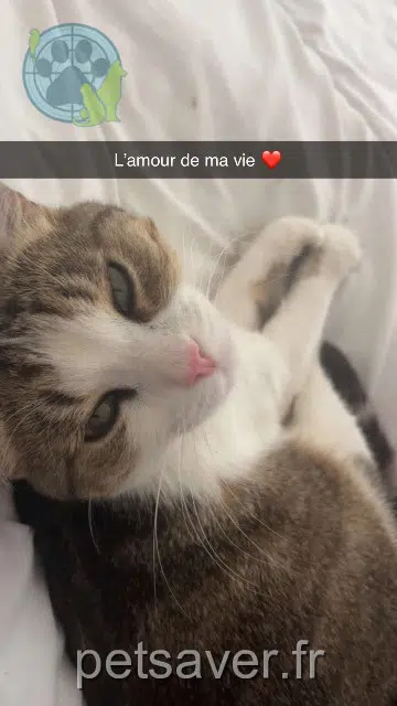 gata lost   31360 Boussens Toscane