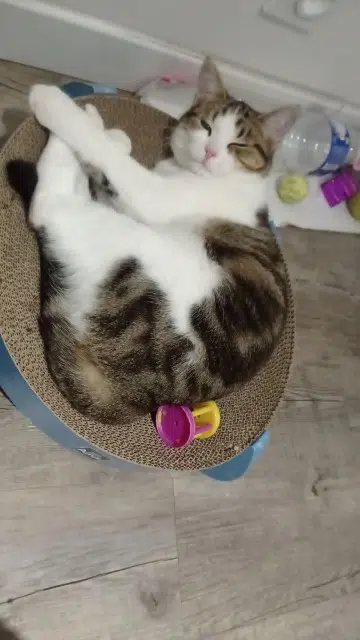 chatte lost   31360 Boussens Toscane