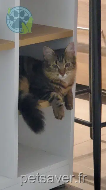 chatte lost    Toulouse Aida