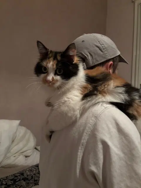 chatte perdue Toulouse Akemi chatte lost Toulouse Akemi