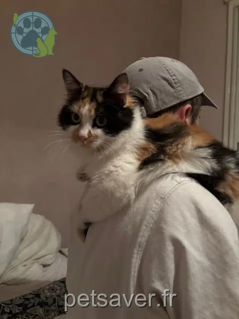Katze vermisst Toulouse Akemi Katze lost Toulouse Akemi