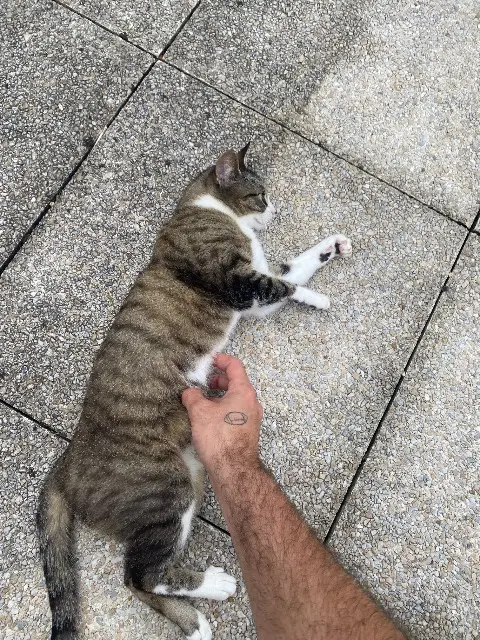 chatte lost    Toulouse Alaska