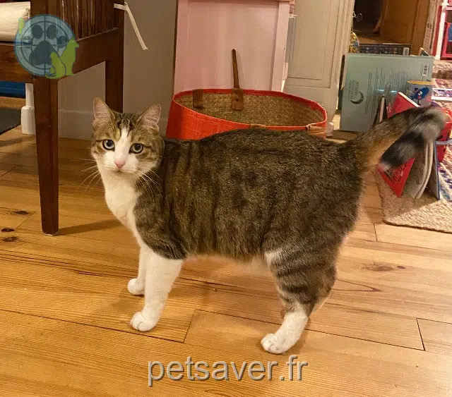 gata lost Toulouse Amarou