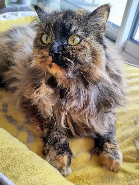 chatte lost    Toulouse APHRODITE