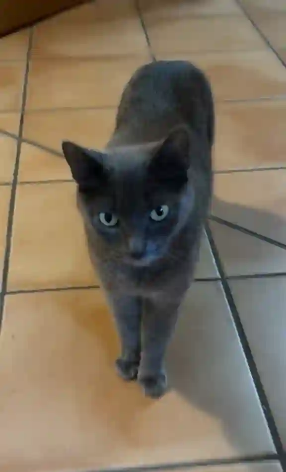 Chatte Perdue 31 Haute-Garonne Toulouse - Bagheera Chatte Perdue 31 Haute-Garonne Toulouse - Bagheera