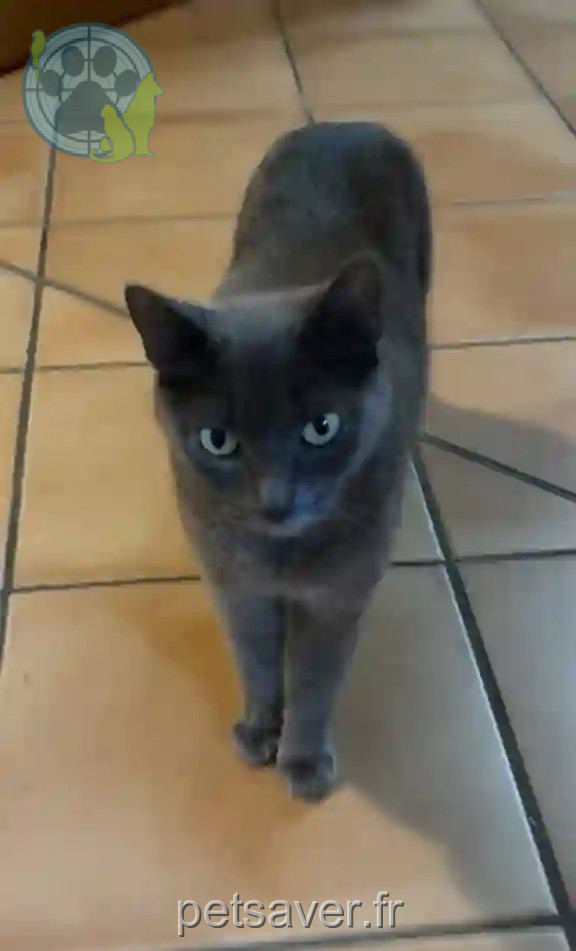 Chatte Perdue 31 Haute-Garonne Toulouse - Bagheera Chatte Perdue 31 Haute-Garonne Toulouse - Bagheera