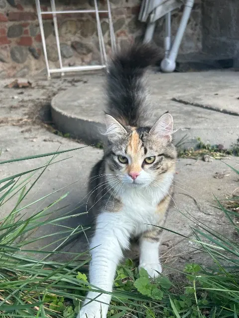 chatte lost    Toulouse Belle