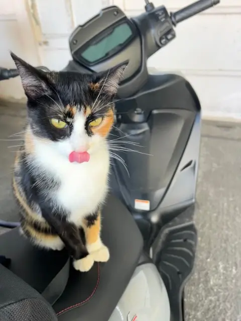 chatte lost    Toulouse Billie