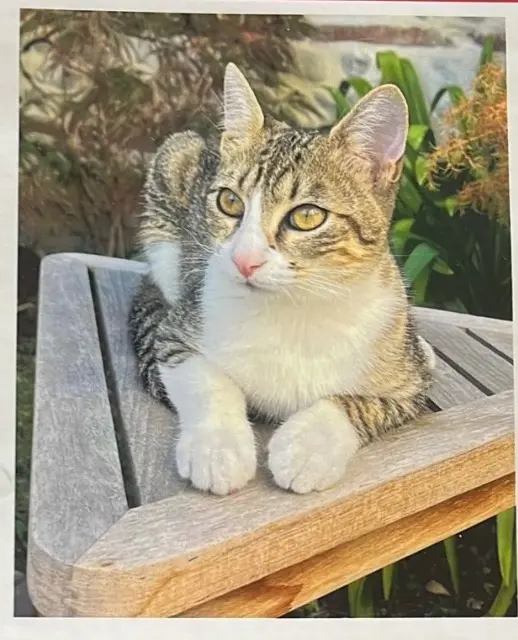 chatte lost    Toulouse Brioche