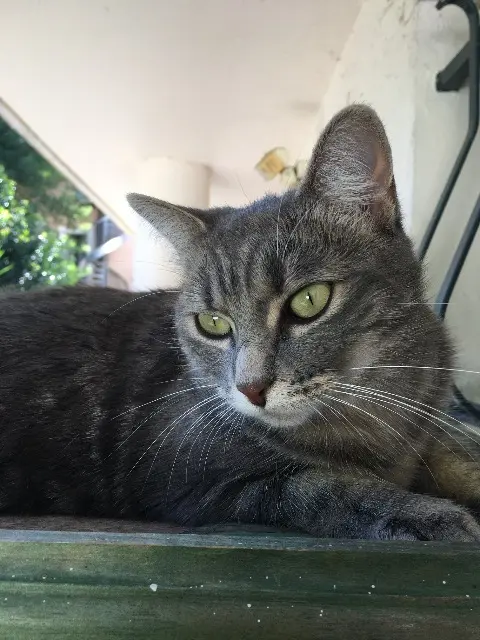 chatte lost    Toulouse Cali