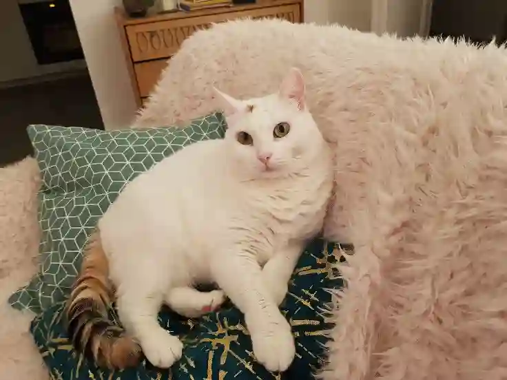 Chatte Perdue 31 Haute-Garonne Toulouse - Canelle Chatte Perdue 31 Haute-Garonne Toulouse - Canelle