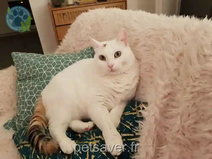 Chatte Perdue 31 Haute-Garonne Toulouse - Canelle Chatte Perdue 31 Haute-Garonne Toulouse - Canelle
