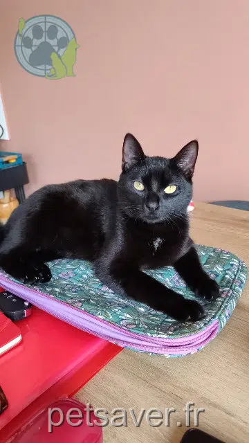chatte lost    Toulouse Carlita