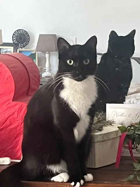 chatte lost    Toulouse Chaussettes