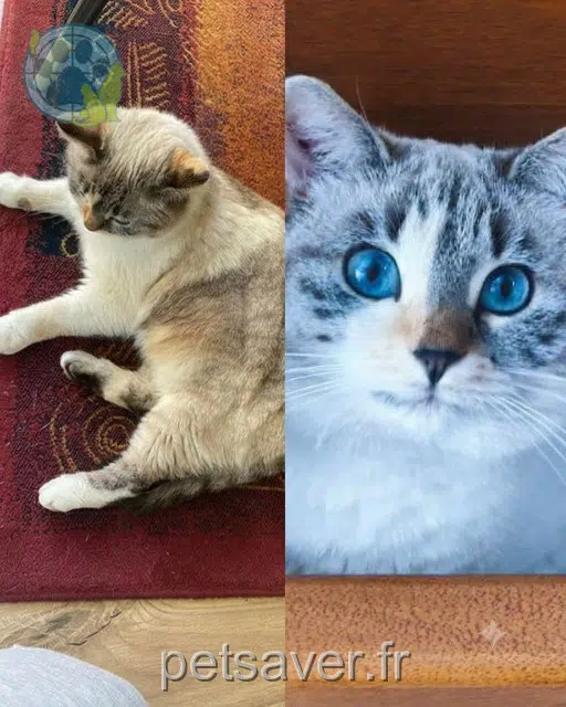 chatte lost    Toulouse Cléo
