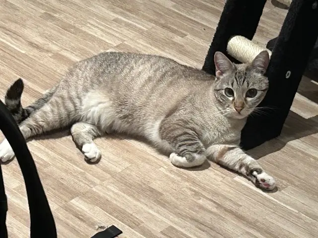 chatte lost    Toulouse Diana
