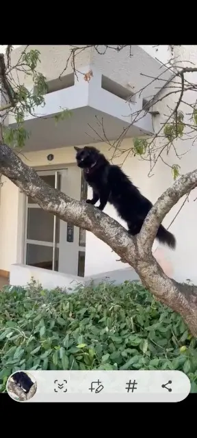 chatte lost    Toulouse Fatou