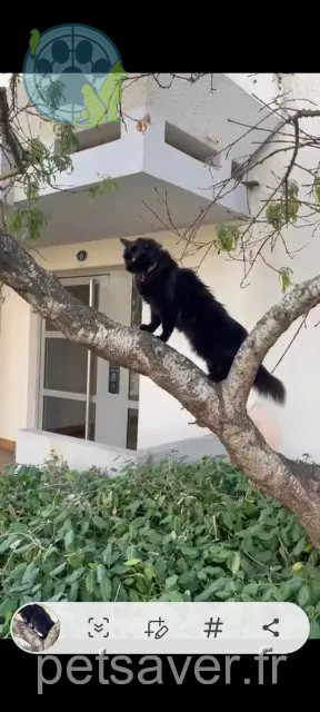 gata perdida Toulouse Fatou gata lost Toulouse Fatou