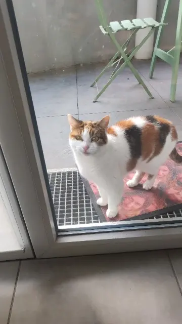 chatte lost    Toulouse Fripouille