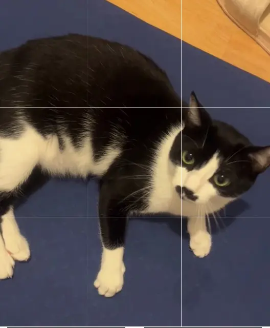 chatte lost    Toulouse Galatea