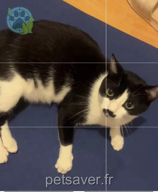 kat vermist Toulouse Galatea kat lost Toulouse Galatea