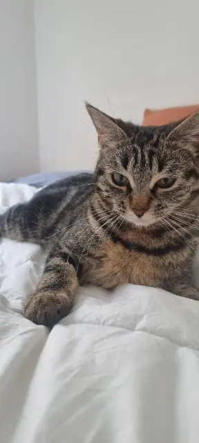 chatte lost    Toulouse Gatto