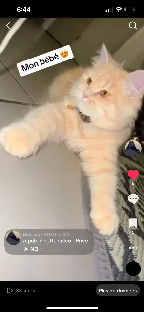 chatte lost    Toulouse Gucci