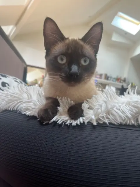 chatte lost    Toulouse Ino