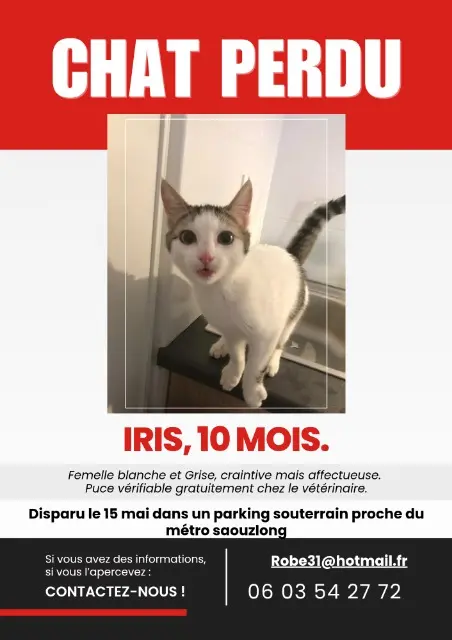 chatte lost    Toulouse Iris