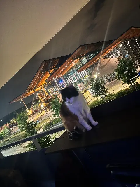 chatte lost    Toulouse Isa