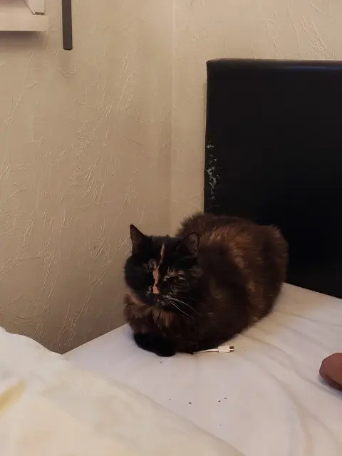 chatte lost    Toulouse Ivy