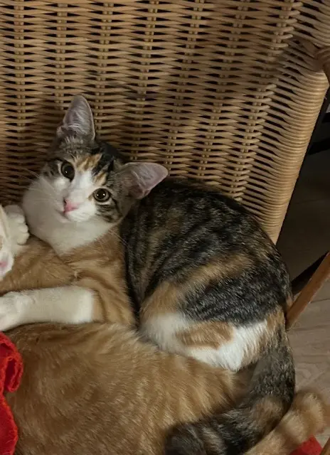 chatte lost    Toulouse Jasmine