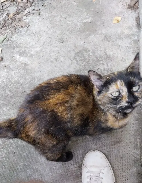 chatte lost    Toulouse Jocelyne