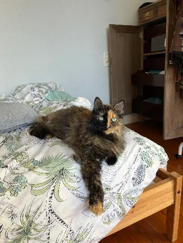 Chatte Perdue 31 Haute-Garonne Toulouse - Kaya Chatte Perdue 31 Haute-Garonne Toulouse - Kaya