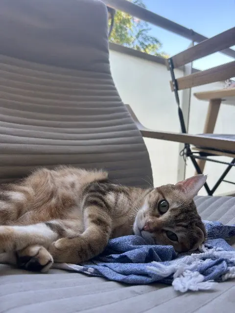 chatte lost    Toulouse Kayla