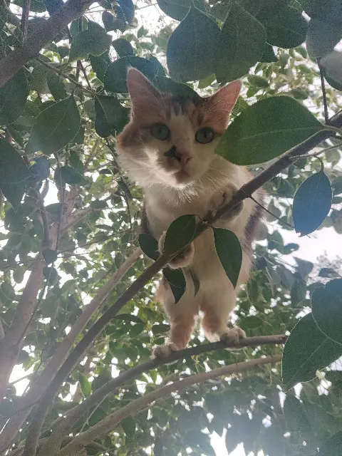 chatte lost    Toulouse kenya