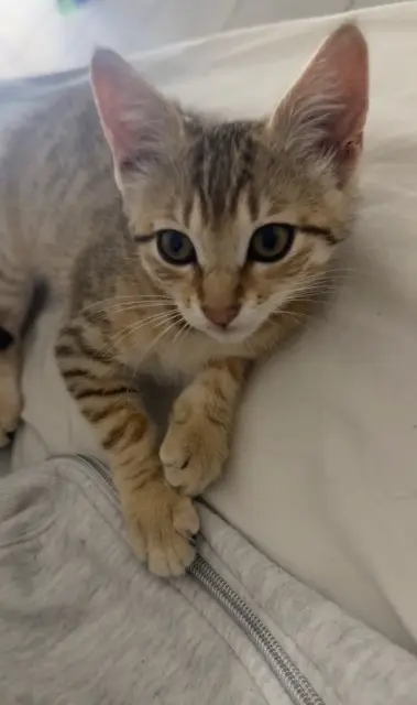chatte lost    Toulouse kira