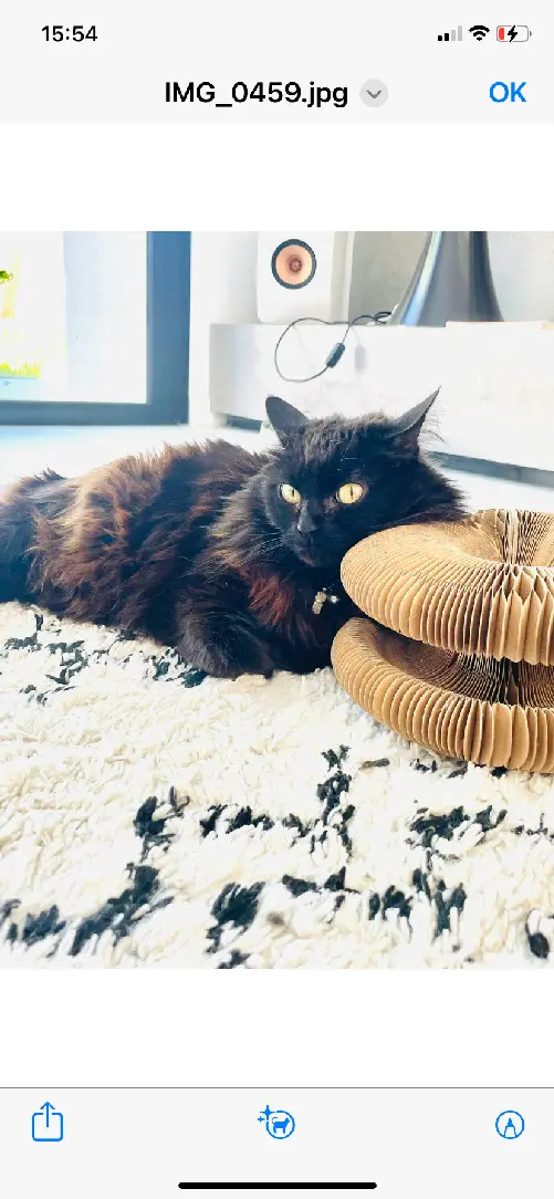 Chatte Perdue 31 Haute-Garonne Toulouse - Kitty Chatte Perdue 31 Haute-Garonne Toulouse - Kitty